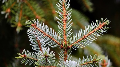 Reciclar el Arbol de Navidad
