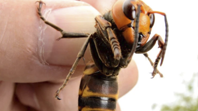 El 'Avispón Asesino' llega a EE.UU.; Molesto para humanos, Fatal para la abejas de miel 1