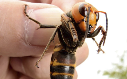 El 'Avispón Asesino' llega a EE.UU.; Molesto para humanos, Fatal para la abejas de miel 1