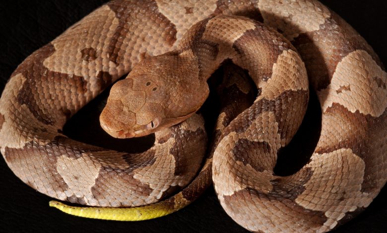 Víbora Cobriza - Copperhead