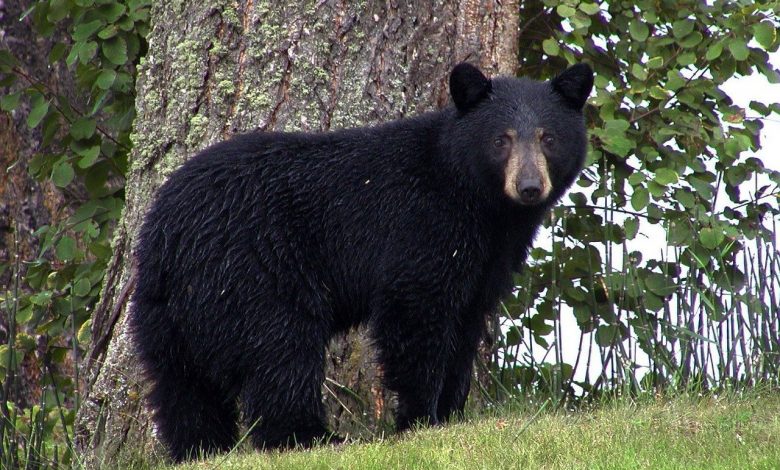 Oso Negro encontrado merodeando el Condado de St. Louis en zona altamente poblada 1