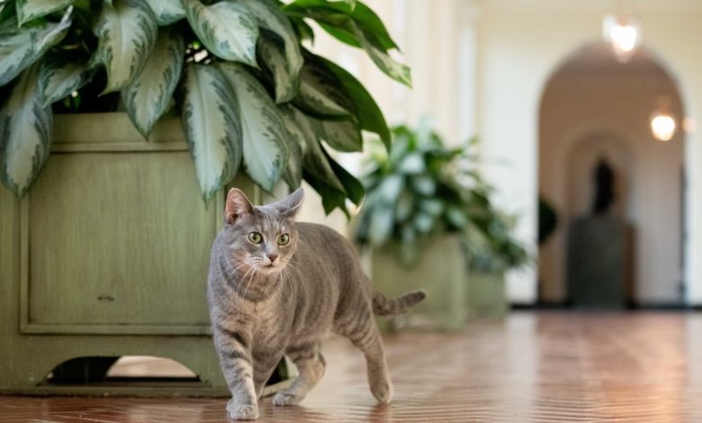 Willow, la nueva gata de los Biden, llega a la Casa Blanca 1