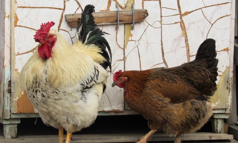 Virus Aviar HPAI detectada en el Condado de St. Louis y St. Charles