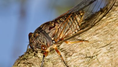 La Llegada de la Cigarra a St. Louis 13