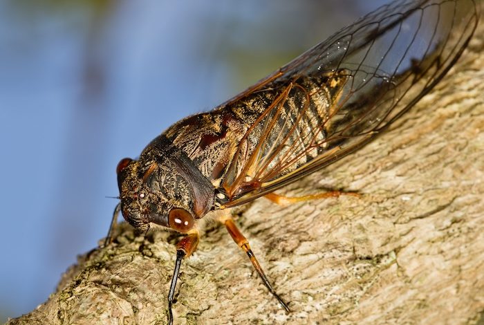 La Llegada de la Cigarra a St. Louis 1