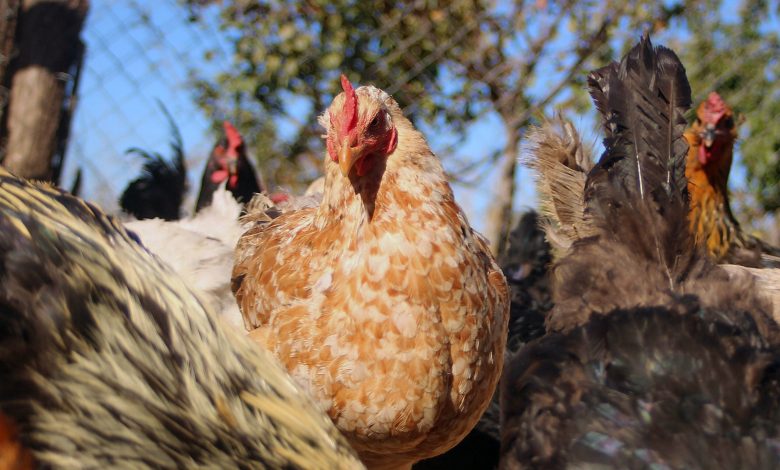 Autoridades de salud en alerta tras primer caso de gripe aviar H5N1 en Missouri 1