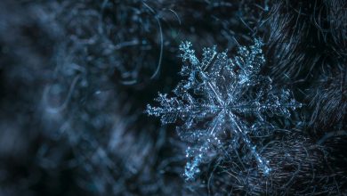 macro photography of snowflake