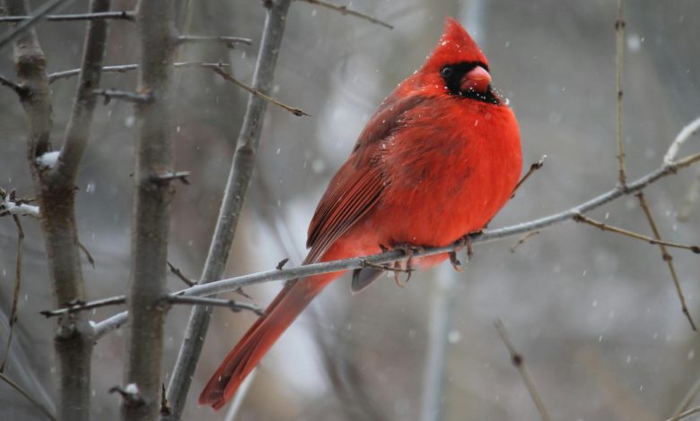 red cardinal bird on tree branch
