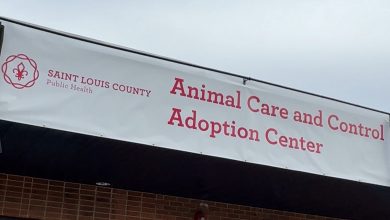 BROTE DE PARVOVIRUS CANINO EN REFUGIO DEL CONDADO DE ST. LOUIS PARECE ESTAR BAJO CONTROL 15