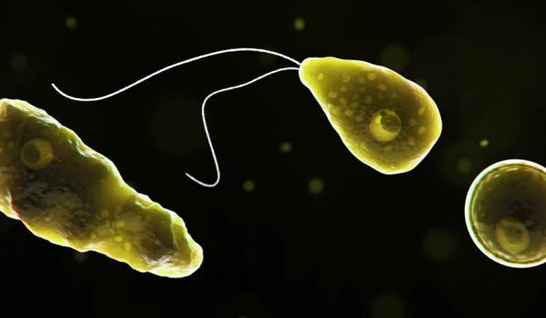 Muere Residente de Missouri por Rara Infección de Ameba "Come-Cerebros" - Naegleria Fowleri 1