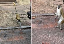 Cuatro monos andan sueltos en el norte de St. Louis; autoridades advierten a residentes no acercarse 3