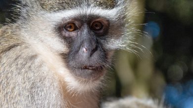 Continúa la búsqueda de monos sueltos en St. Louis mientras imágenes de inteligencia artificial complican el rastreo 1