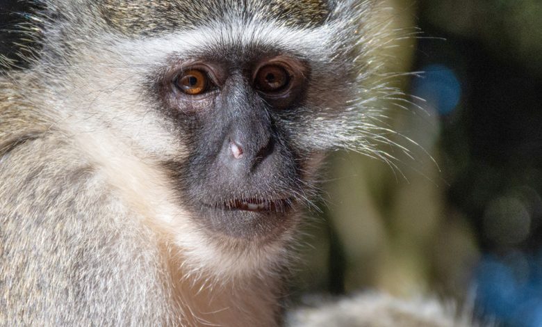 Continúa la búsqueda de monos sueltos en St. Louis mientras imágenes de inteligencia artificial complican el rastreo 1